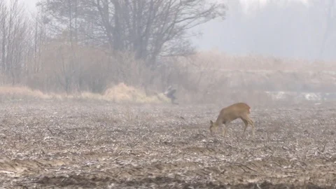 Beautiful roe deers during autumn cloudy morning,  Stock Footage 70793553
