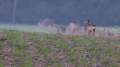 Beautiful roe deers eating grass on rainy day. Vídeo Stock 77234045