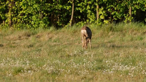Beautiful roe deers in warm sunlight. Video stock 108971098