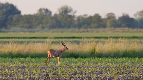 Beautiful roe deers in warm sunlight. 스톡 동영상 109078728