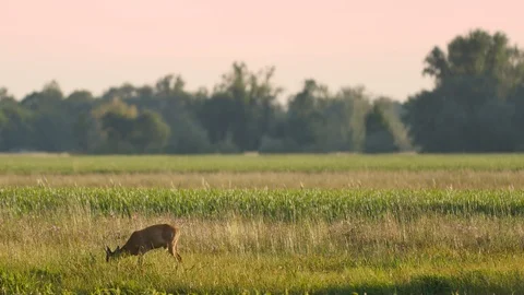 Beautiful roe deers in warm sunlight. Vídeos de archivo 109080335