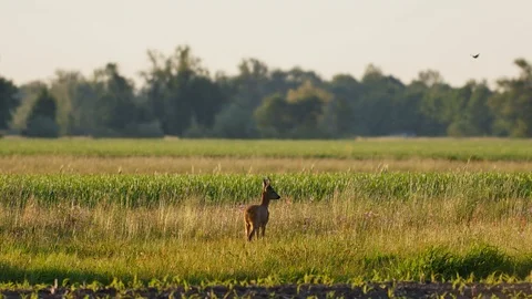 Beautiful roe deers in warm sunlight. Stock-Footage 109082023