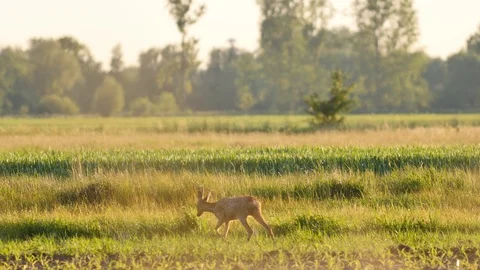 Beautiful roe deers in warm sunlight. Video stock 109084445