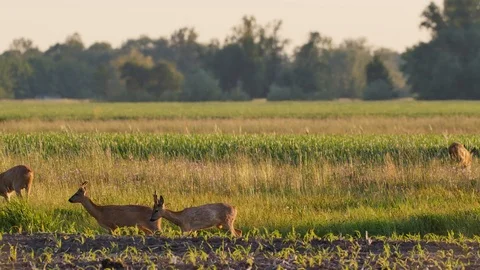 Beautiful roe deers in warm sunlight. Stock-Footage 109085787