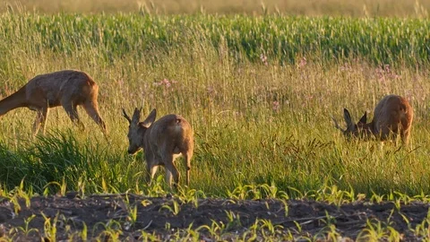 Beautiful roe deers in warm sunlight. Stockbeeldmateriaal 109086365