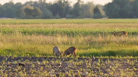 Beautiful roe deers in warm sunlight. Stock-Footage 109088909