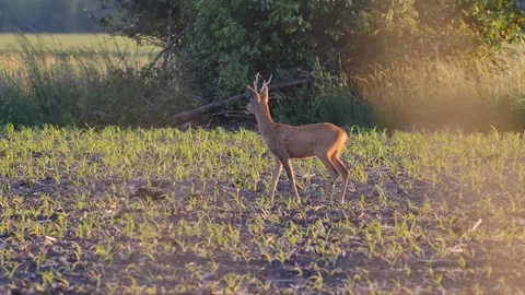 Beautiful roe deers in warm sunlight. Video stock 109088931
