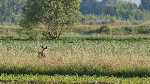 Beautiful roe deers in warm sunlight. Video stock 109419196