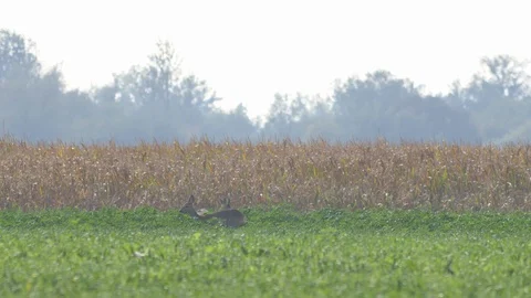 Beautiful roe deers in warm sunlight. 스톡 동영상 120591456