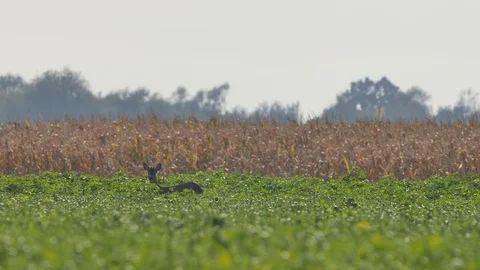 Beautiful roe deers in warm sunlight. Stock Footage 120593053