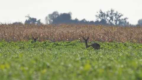Beautiful roe deers in warm sunlight. Stock-Footage 120593761