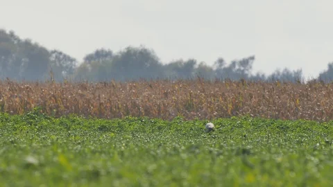 Beautiful roe deers in warm sunlight. Video stock 120593801