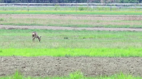 Beautiful roe at the meadow. Stock-Footage 62840863