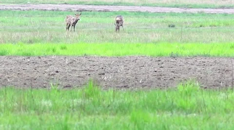 Beautiful roe at the meadow. Vidéo 62840973