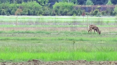 Beautiful roe at the meadow. Stock-Footage 62841036