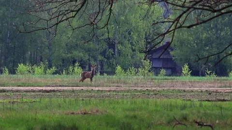 Beautiful roe at the meadow. Vídeo Stock 62841088