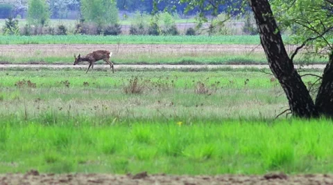 Beautiful roe at the meadow. Stock-Footage 62841733
