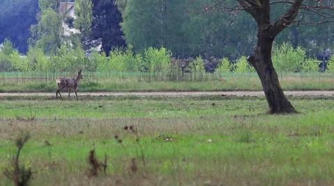 Beautiful roe at the meadow. Video stock 62842061