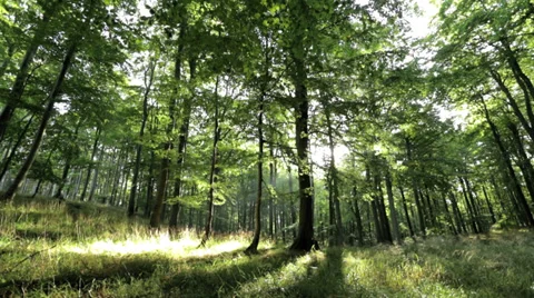 Beautiful  romantic Forest with sun shining through Stock Footage 36669013