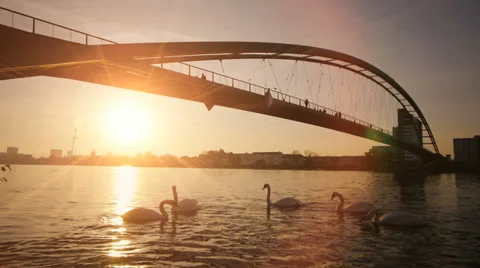 Beautiful romantic sunset. dusk sun. swans swimming. bridge landscape. lake pond Stock-Footage 33791739