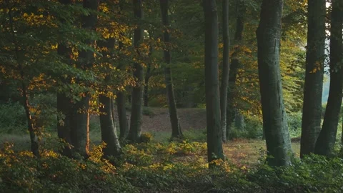 Beautiful romantic sunset in the forest during warm summer day Stock Footage 203949911