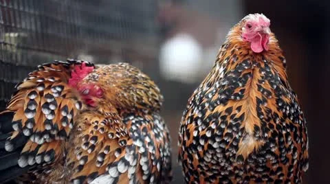 Beautiful roost Stock Footage 11106744