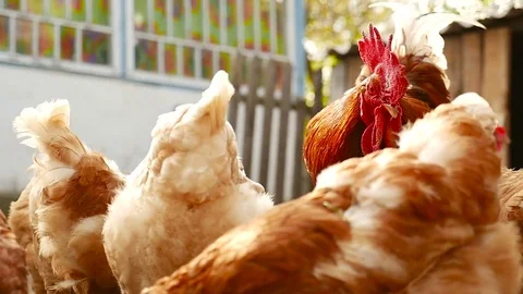 Beautiful rooster among chickens Stock Footage 80280608