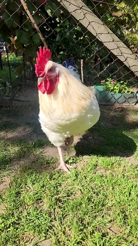 Beautiful Rooster in Backyard Farm Setting Stock Footage 319022249