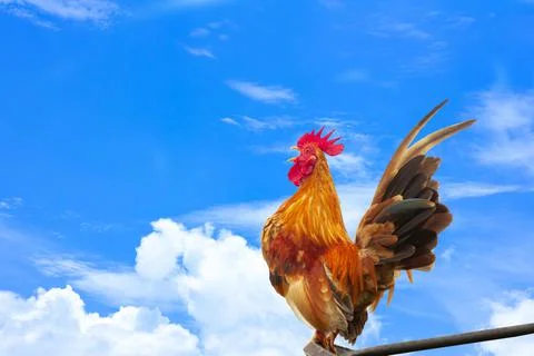Beautiful rooster bantam isolate on blue sky and cloud background Stock Photos