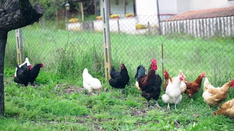 Beautiful rooster being a pack leader controlling his hens grazing on enclosed Stock Footage 313063904