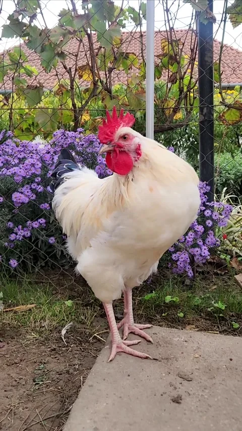 Beautiful Rooster in a  Chicken Yard Stock-Footage 317955522