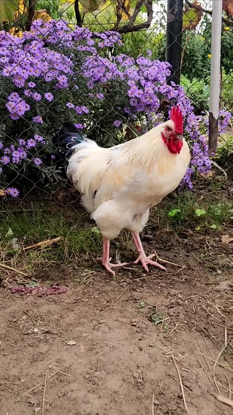 Beautiful Rooster in a  Chicken Yard Stock Footage 317955546