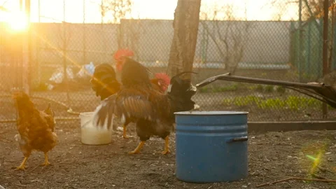Beautiful Rooster with chickens Stock Footage 107738891