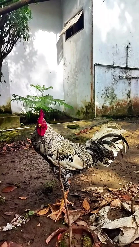 The Beautiful Rooster is Crowed But Confuse Stock Footage 287439016