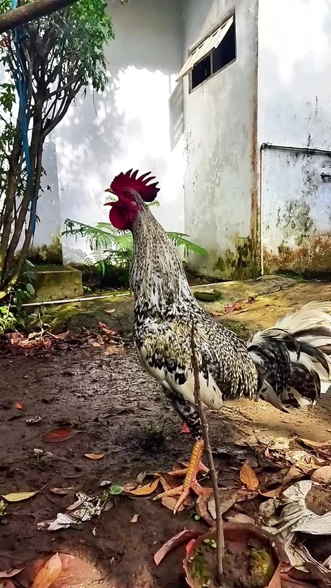 The Beautiful Rooster is Crowed Stock Footage 287438966