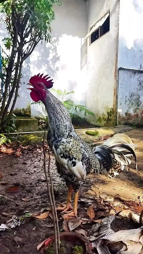 The Beautiful Rooster is Crowed but something drop down Stock Footage 287439015