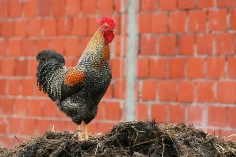 Beautiful rooster crowing crows rooster Foto stock
