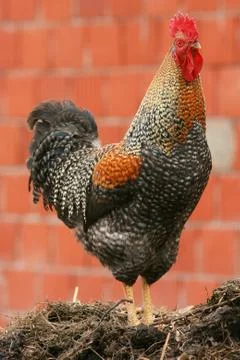 Beautiful rooster crowing crows rooster Stock Photos