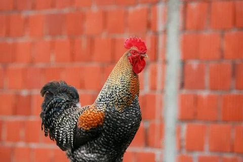 Beautiful rooster crowing crows rooster Stock Photos