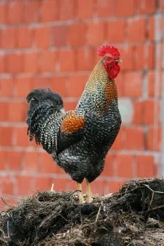 Beautiful rooster crowing crows rooster Stock Photos