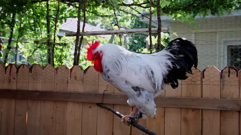 Beautiful rooster crowing, free range, traditional chicken farm, poultry, sound Stock Footage 39565882