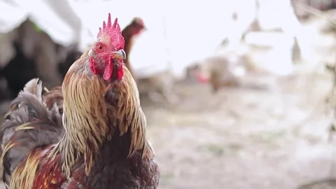 Beautiful Rooster on the farm Stock Footage 247086871