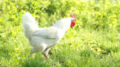 Beautiful  rooster Stock-Footage 21438653