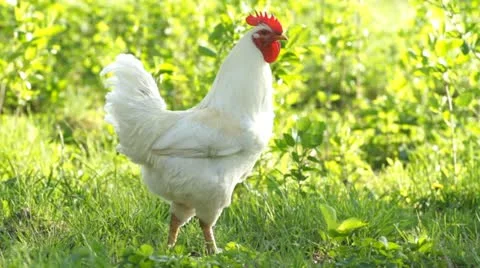 Beautiful  rooster Video stock 21438660
