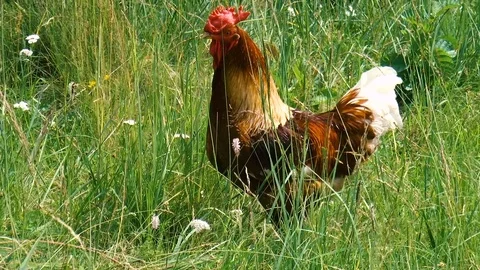 Beautiful rooster Stock Footage 78302277