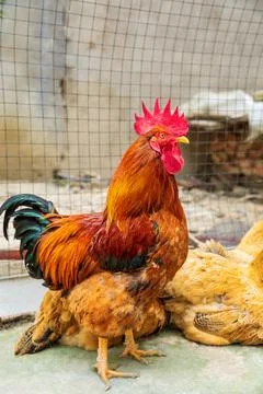 A beautiful rooster in front of a blurred background. Farm animal theme. Stock Photos