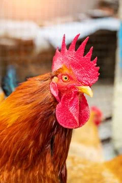 A beautiful rooster in front of a blurred background. Stock Photos