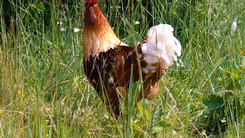 Beautiful rooster in the grass Stock Footage 78661582