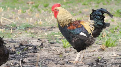 Beautiful Rooster pecks bugs Video stock 36594224