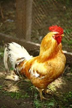 Beautiful rooster Stock-Fotos
